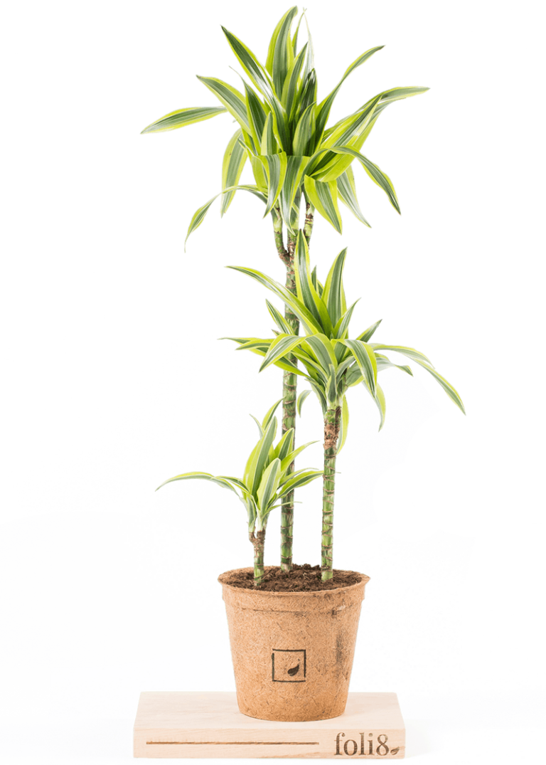 Dragon Tree “Lemon Lime” Plantopedia