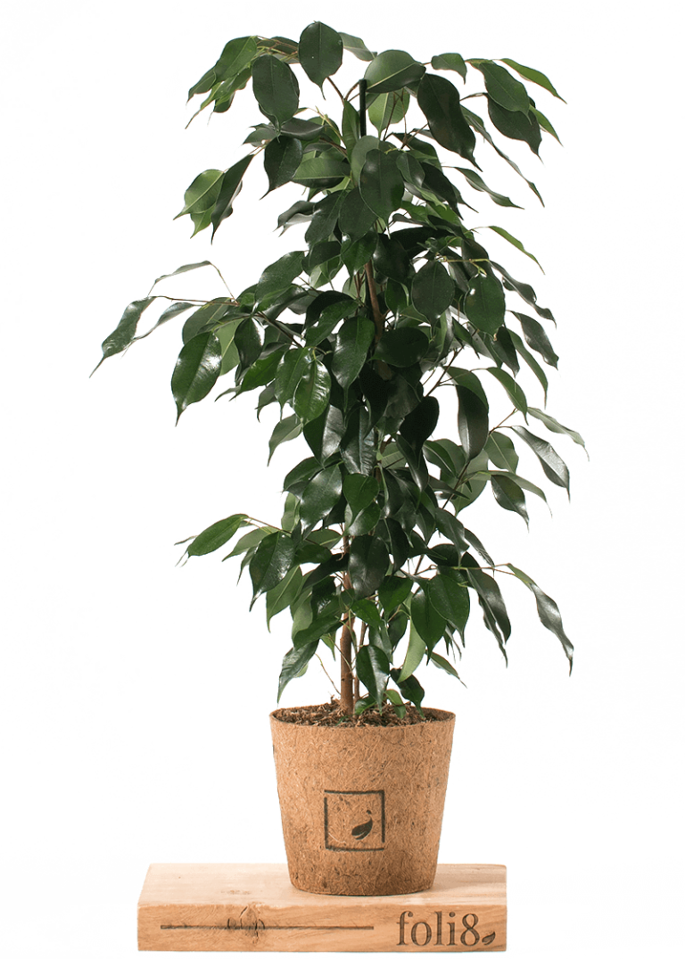 Ficus “Benjamina” Plantopedia