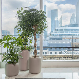 Umbrella plants in an office in London