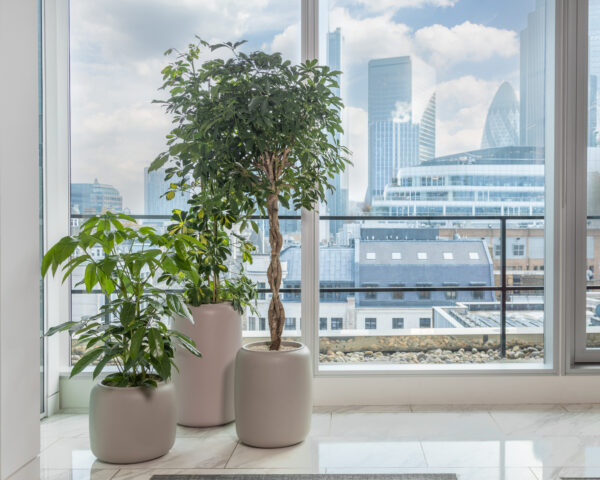 Umbrella plants in an office in London