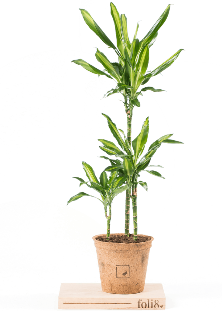 Dragon Tree “Cintho” Plantopedia