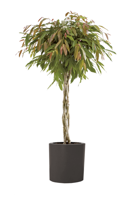 Ficus Amstel King plant in a grey pot