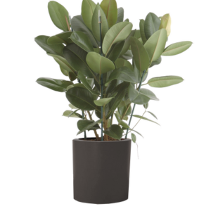 Ficus el Robusta plant in a graphite coloured pot