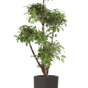 Ficus microcarpa Nitida plant in a graphite coloured pot