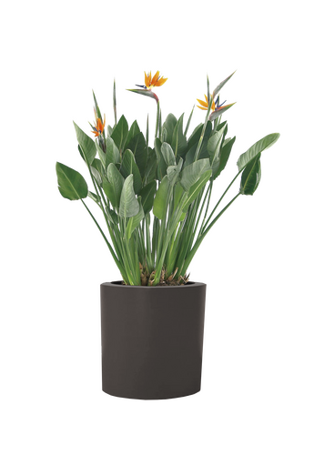 Strelitzia reginea plant in a graphite coloured pot